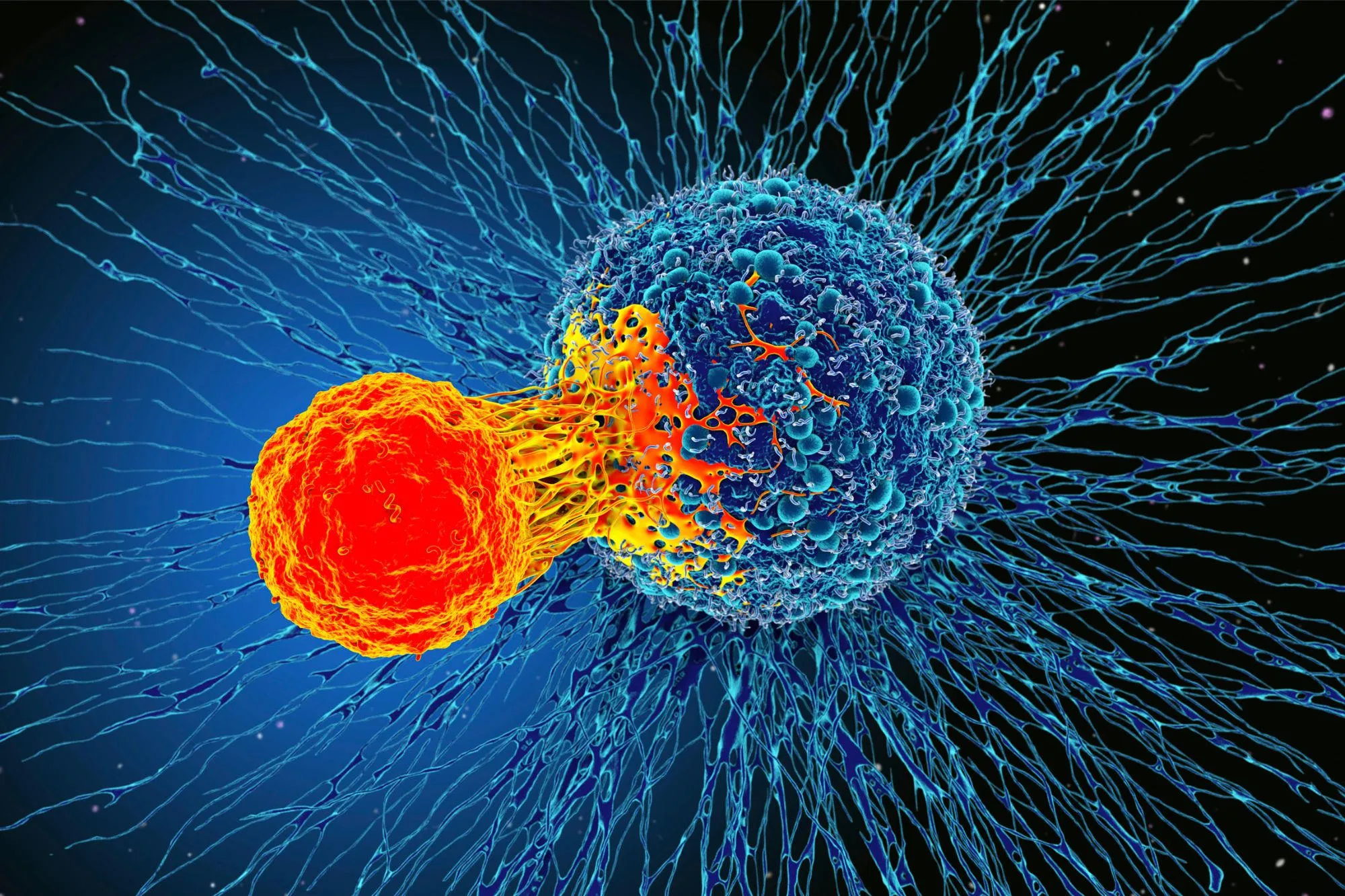 Атакующие клетки. Раковая клетка и т лимфоцит. T-лимфоциты атакуют раковую клетку. Т клетки человека.